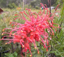 image: Grevillea Robyn Gordon