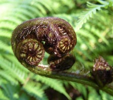 image: Cyathea Cooperi Unfurling